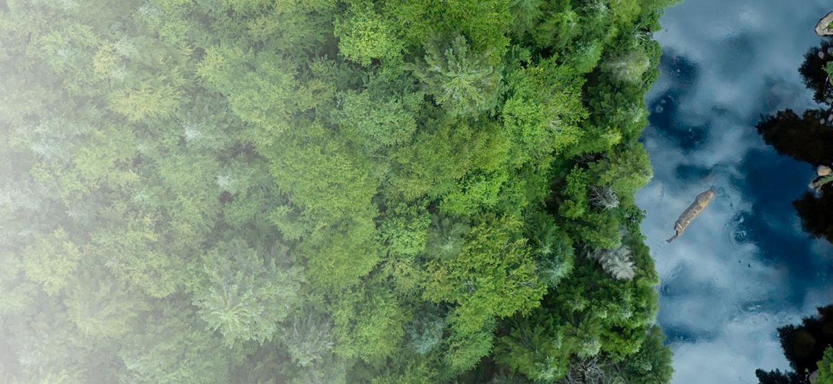 Nisitohtamowin arbres